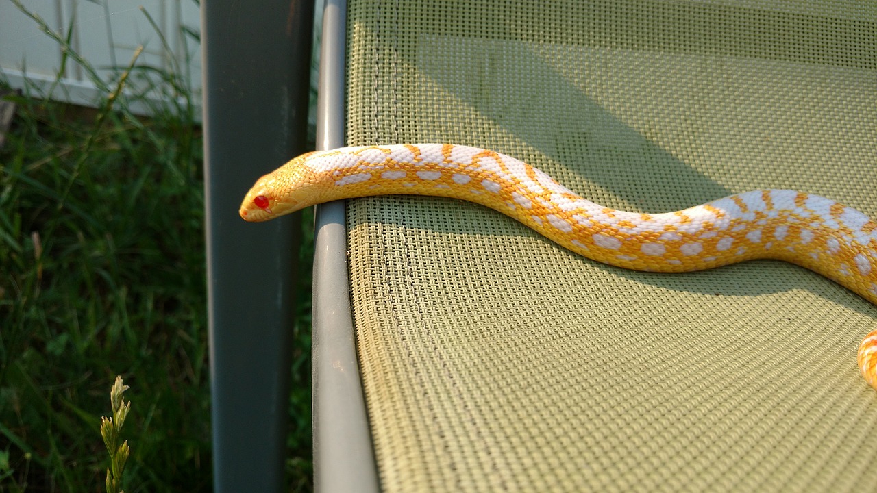 golden snake colubrid free photo