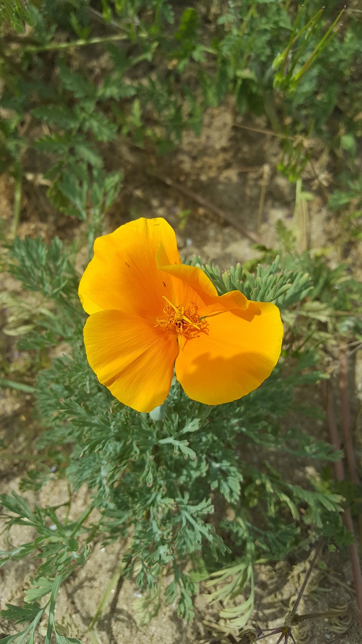 golden  poppy  nature free photo