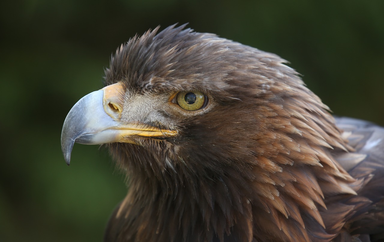 golden  bird  eagle free photo