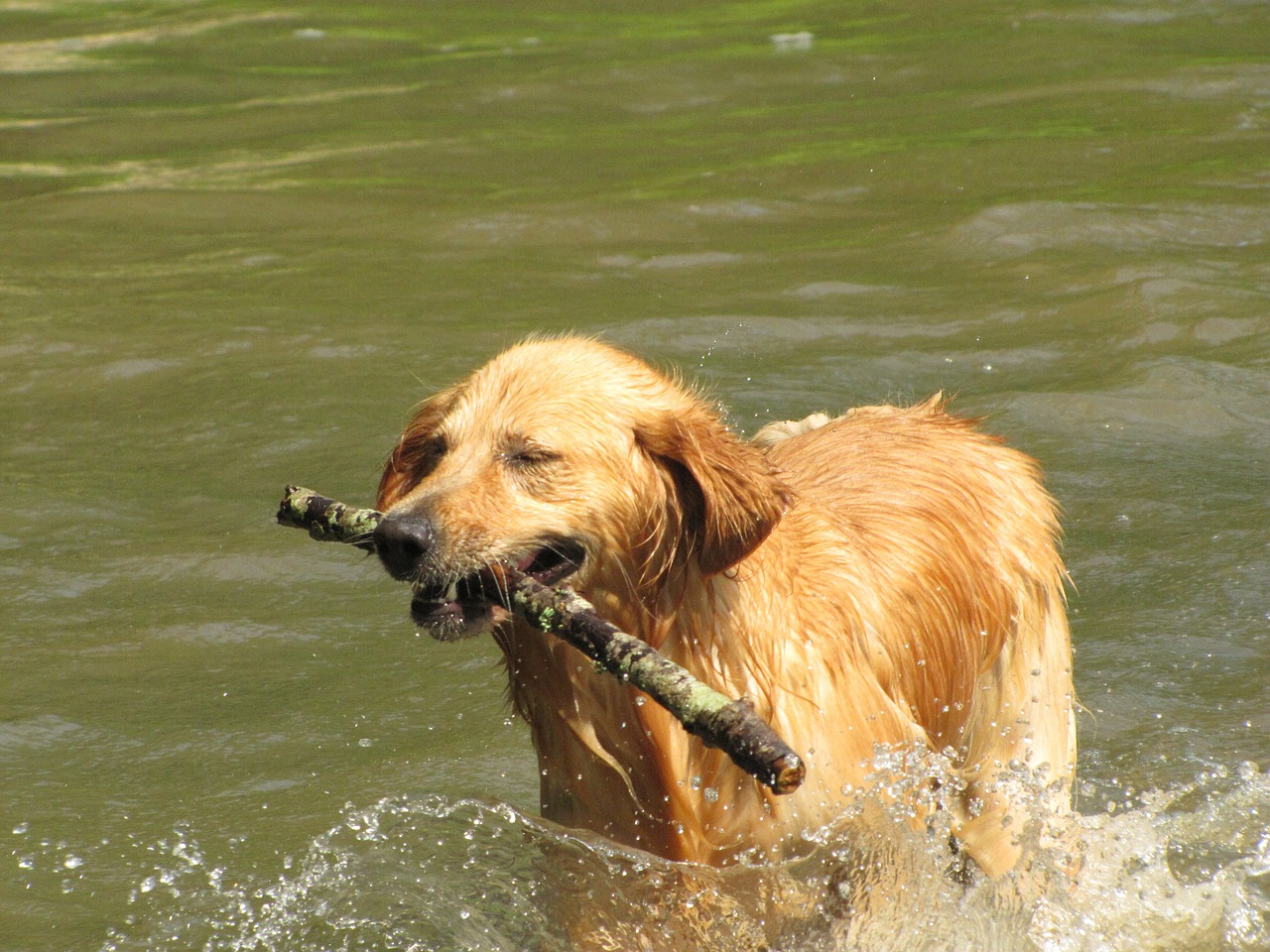 golden retreiver dog free photo