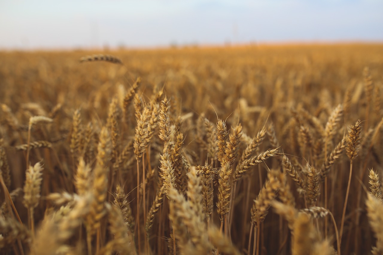 golden grain field free photo