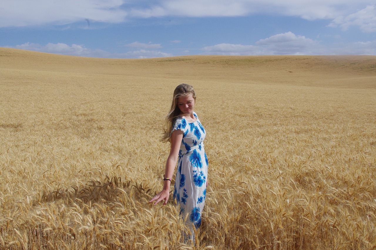 golden wheat field free photo