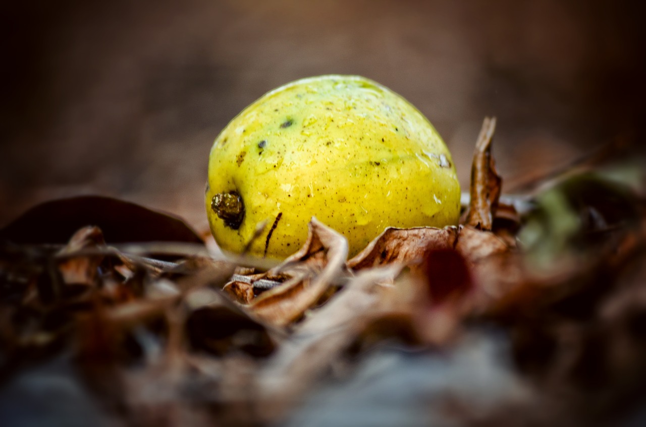 golden apple  fruit  ripe free photo