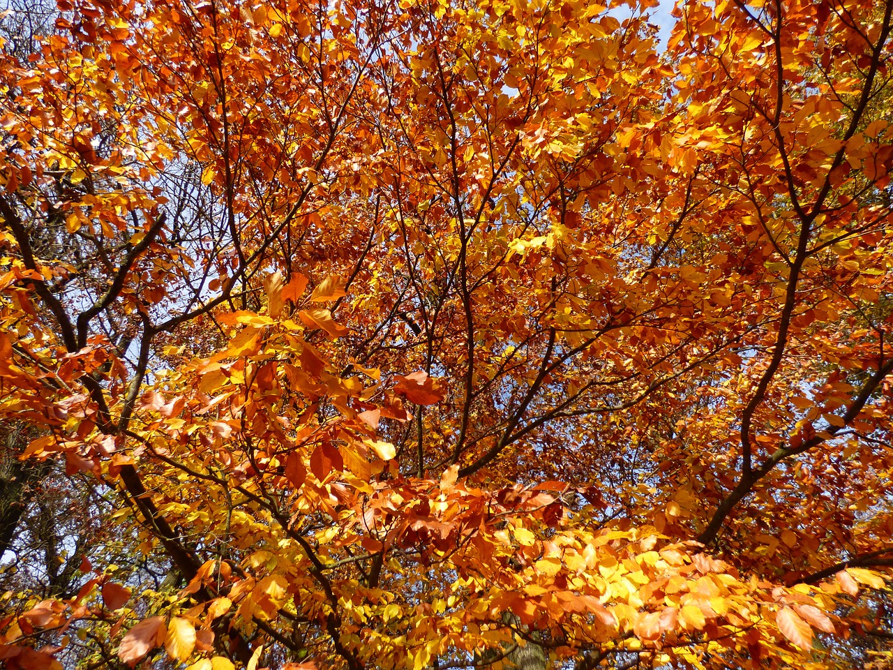 golden autumn forest leaves in the autumn free photo