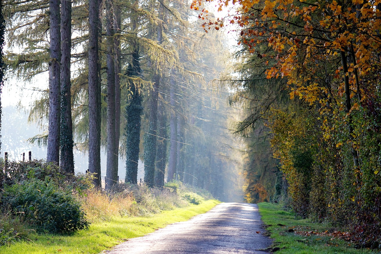 golden autumn path yellow leaves free photo