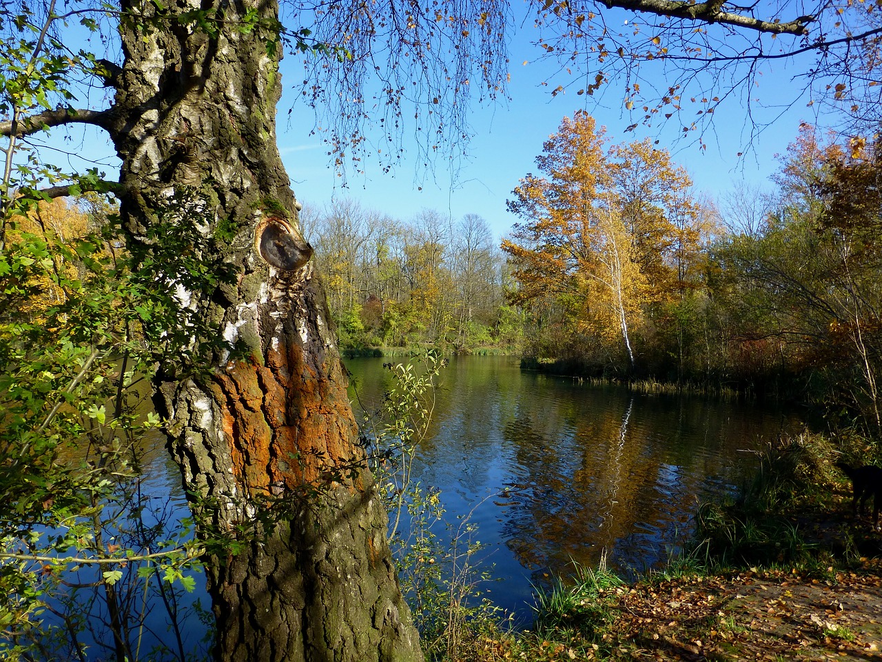 golden autumn lake mirroring free photo