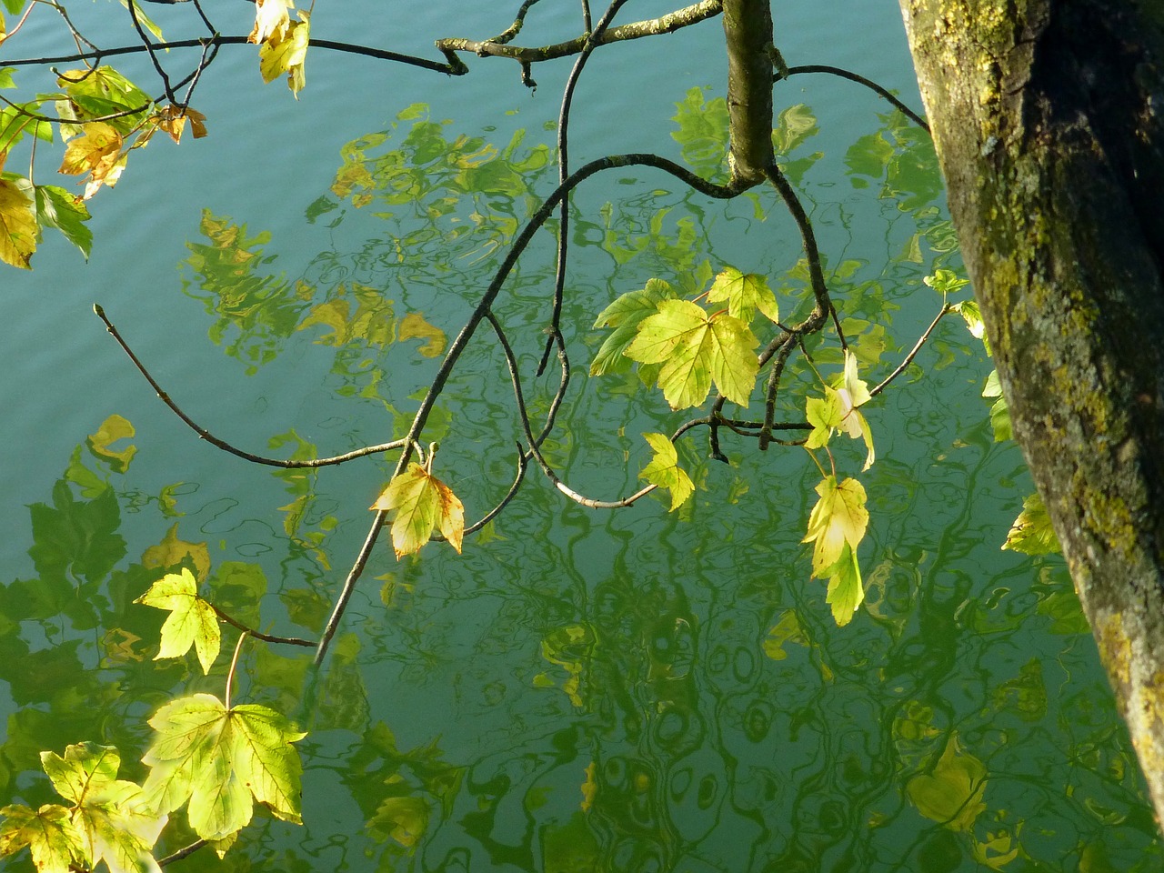 golden autumn mirroring lake free photo