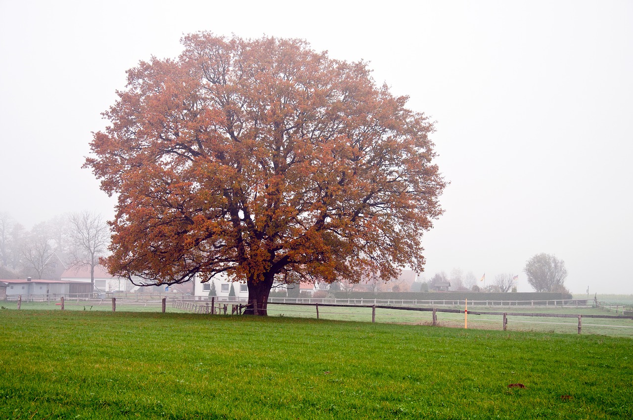 golden autumn mood fall color free photo