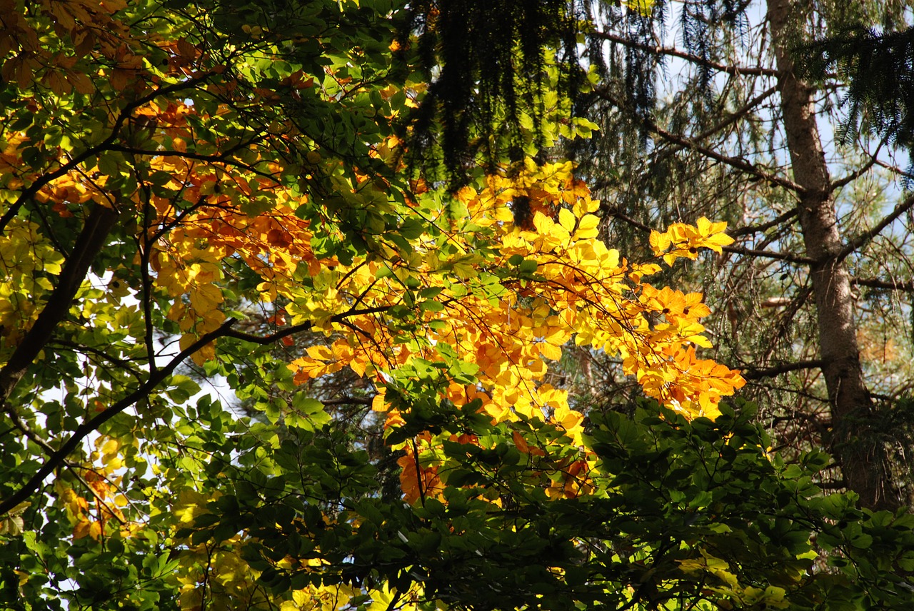 golden autumn fall foliage forest free photo