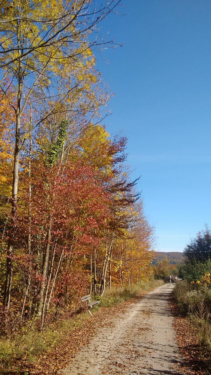 golden autumn autumn forest away free photo