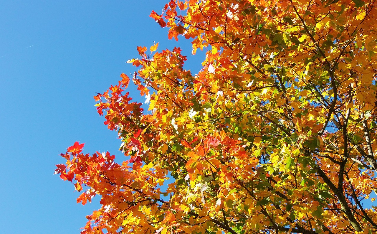 golden autumn autumn leaves free photo