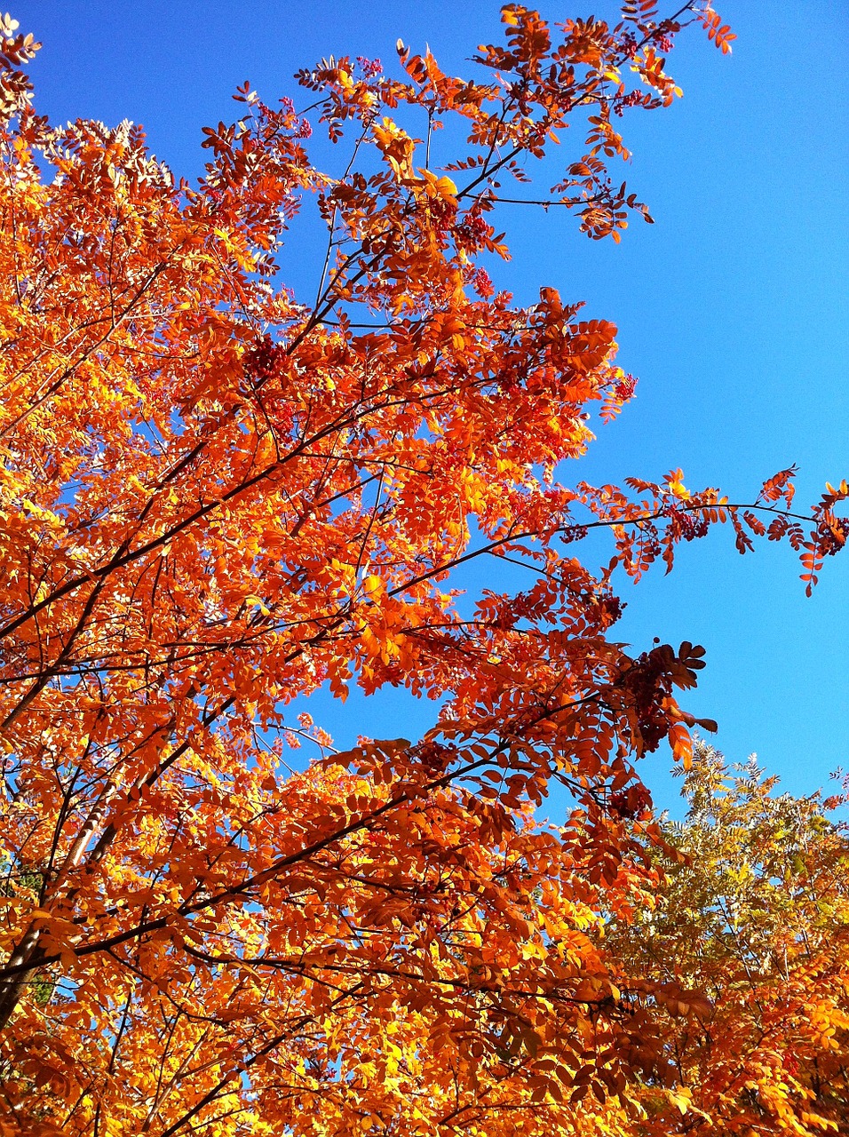 golden autumn blue sky autumn forest free photo