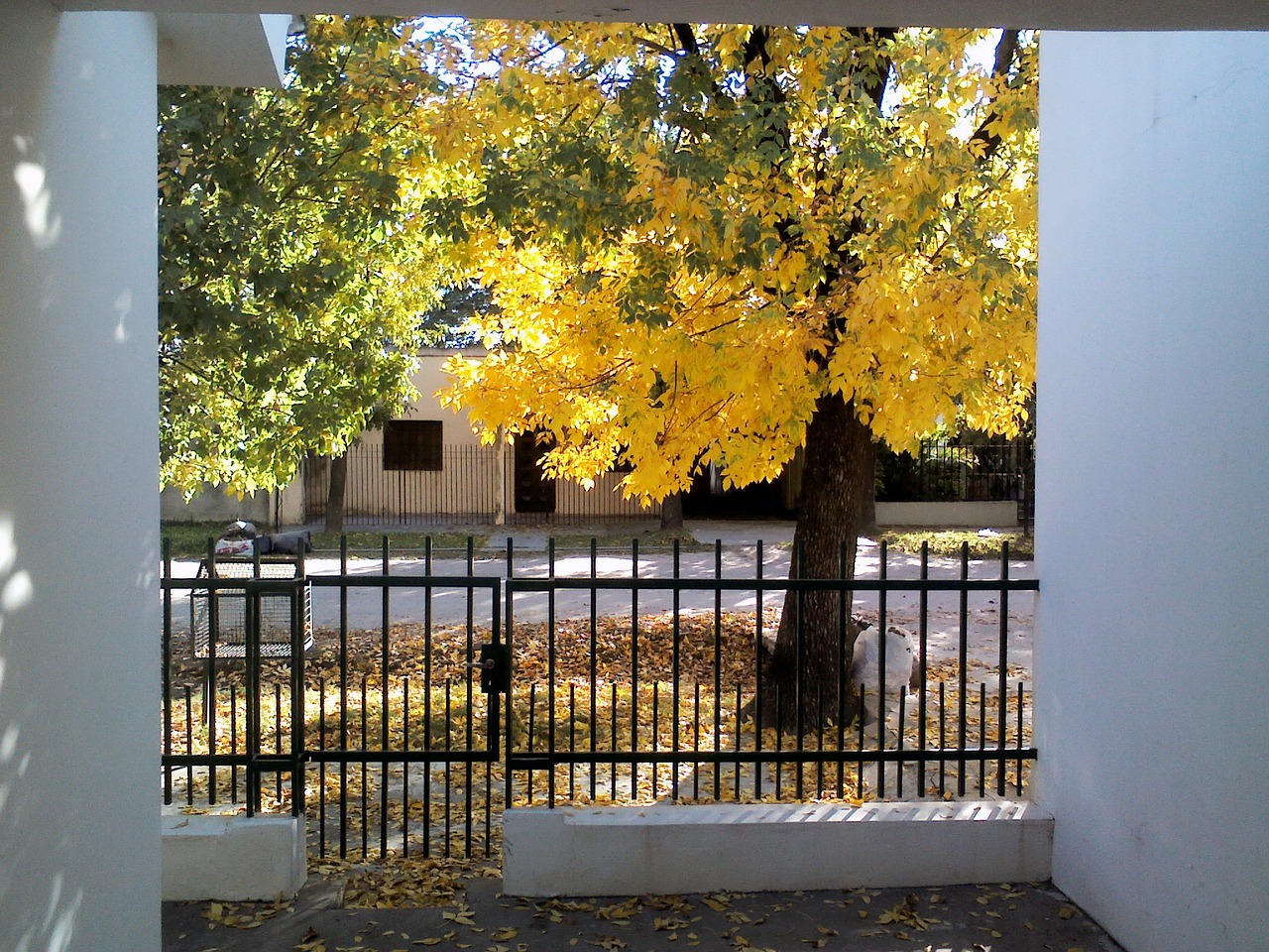 golden autumn autumn leaves trees free photo