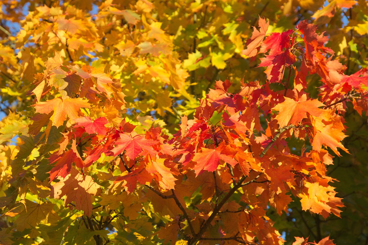 golden autumn autumn leaf free photo