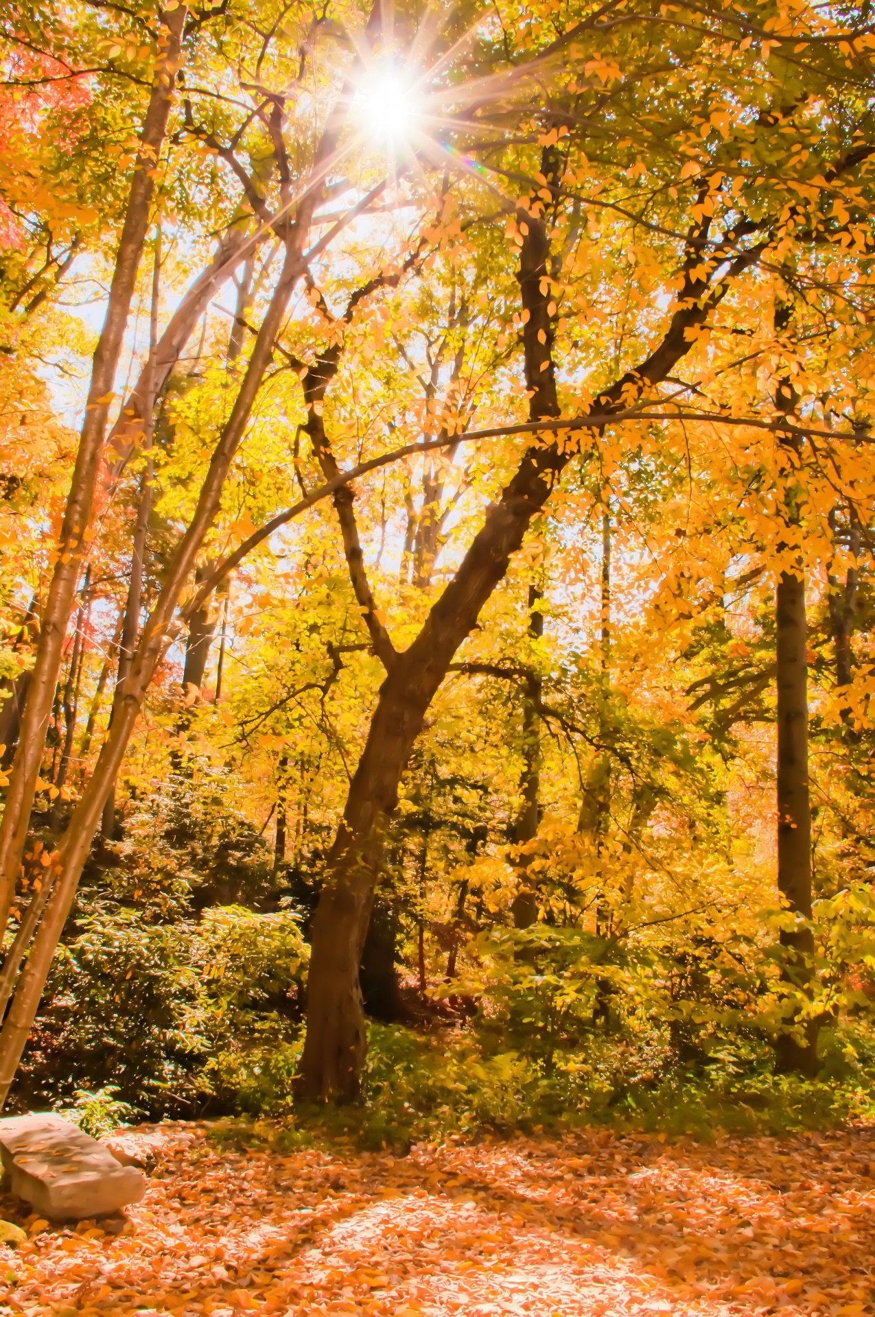 autumn background beech free photo