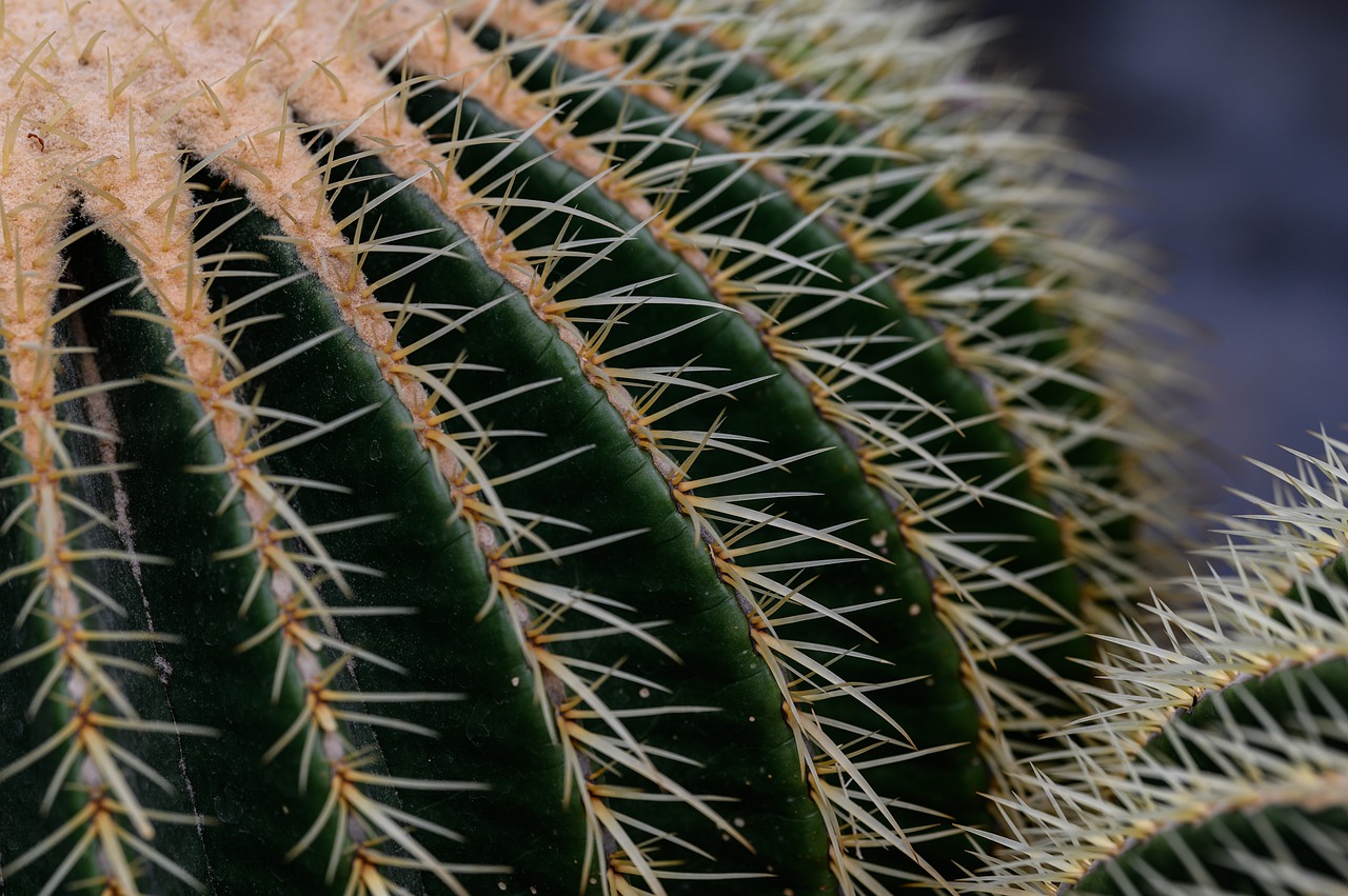 golden ball cactus  echinocactus grusonii  cactus free photo