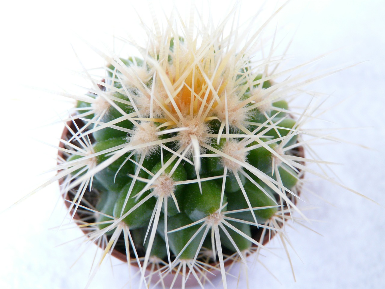 golden ball cactus cactus echinocactus grusonii free photo