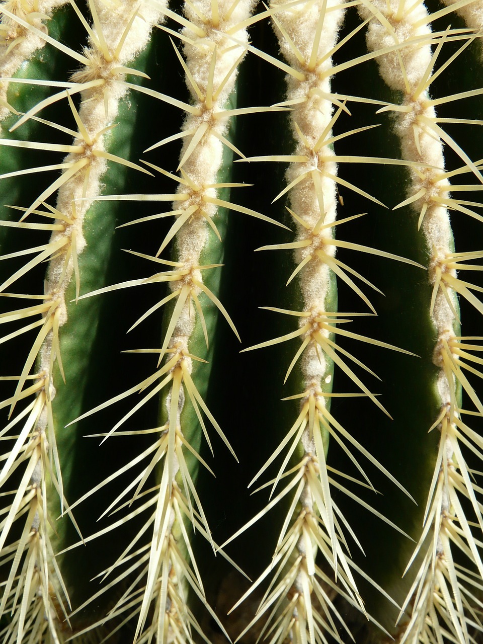 golden ball cactus cactus cactus greenhouse free photo