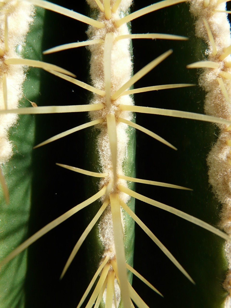 golden ball cactus cactus cactus greenhouse free photo