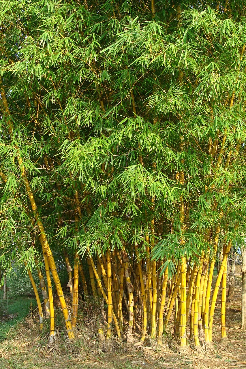 golden bamboo striped bamboo bambusa vulgaris free photo