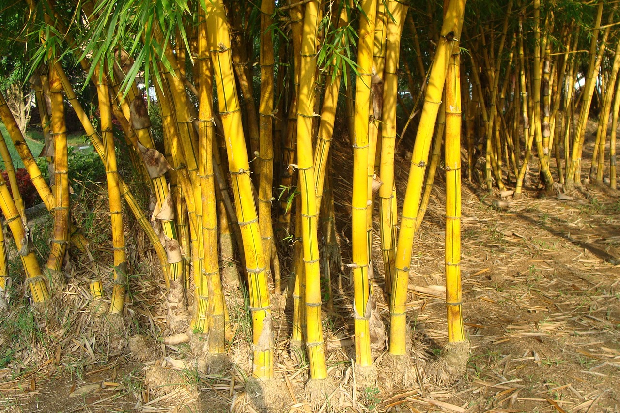 golden bamboo striped bamboo bambusa vulgaris free photo