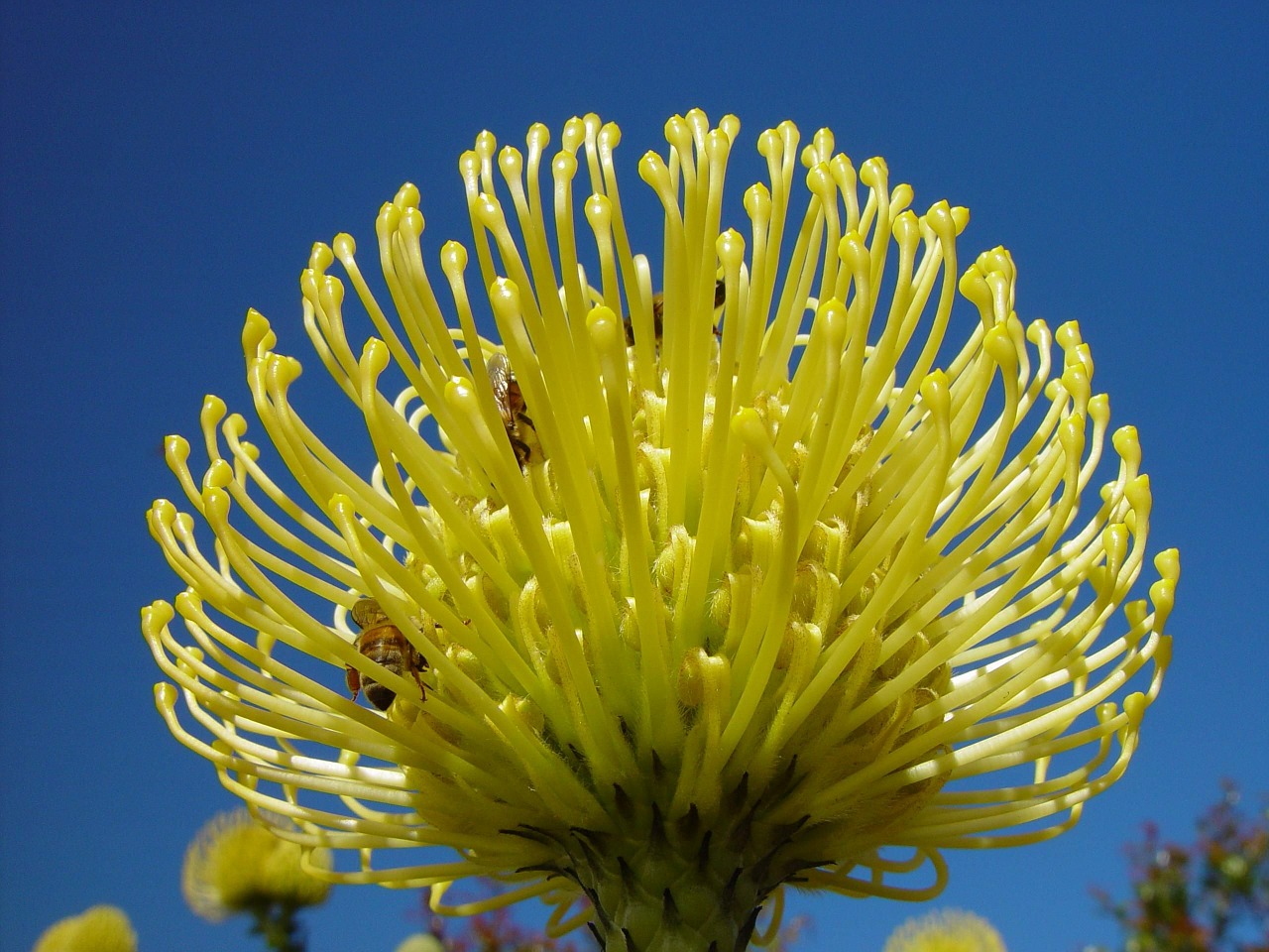golden banksia flower protea free photo