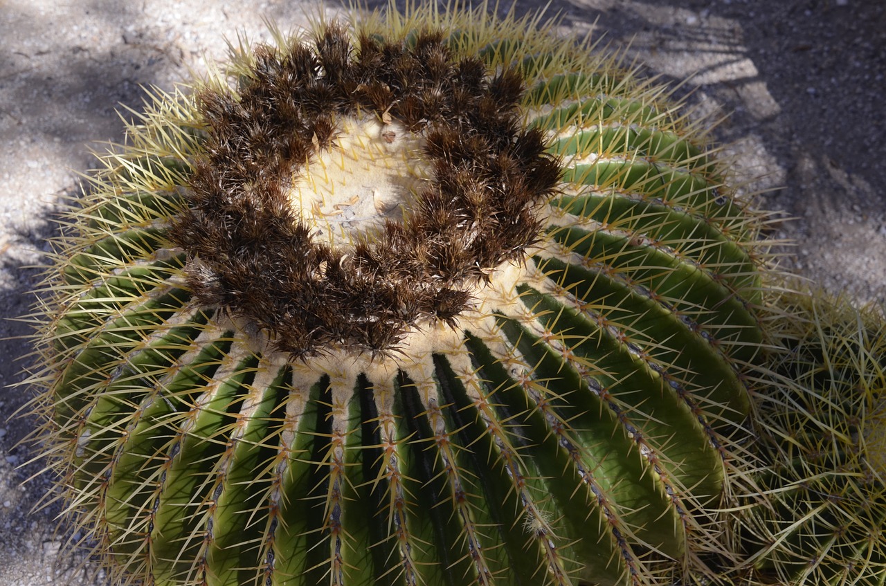 golden barrel cactus cactus thorns free photo