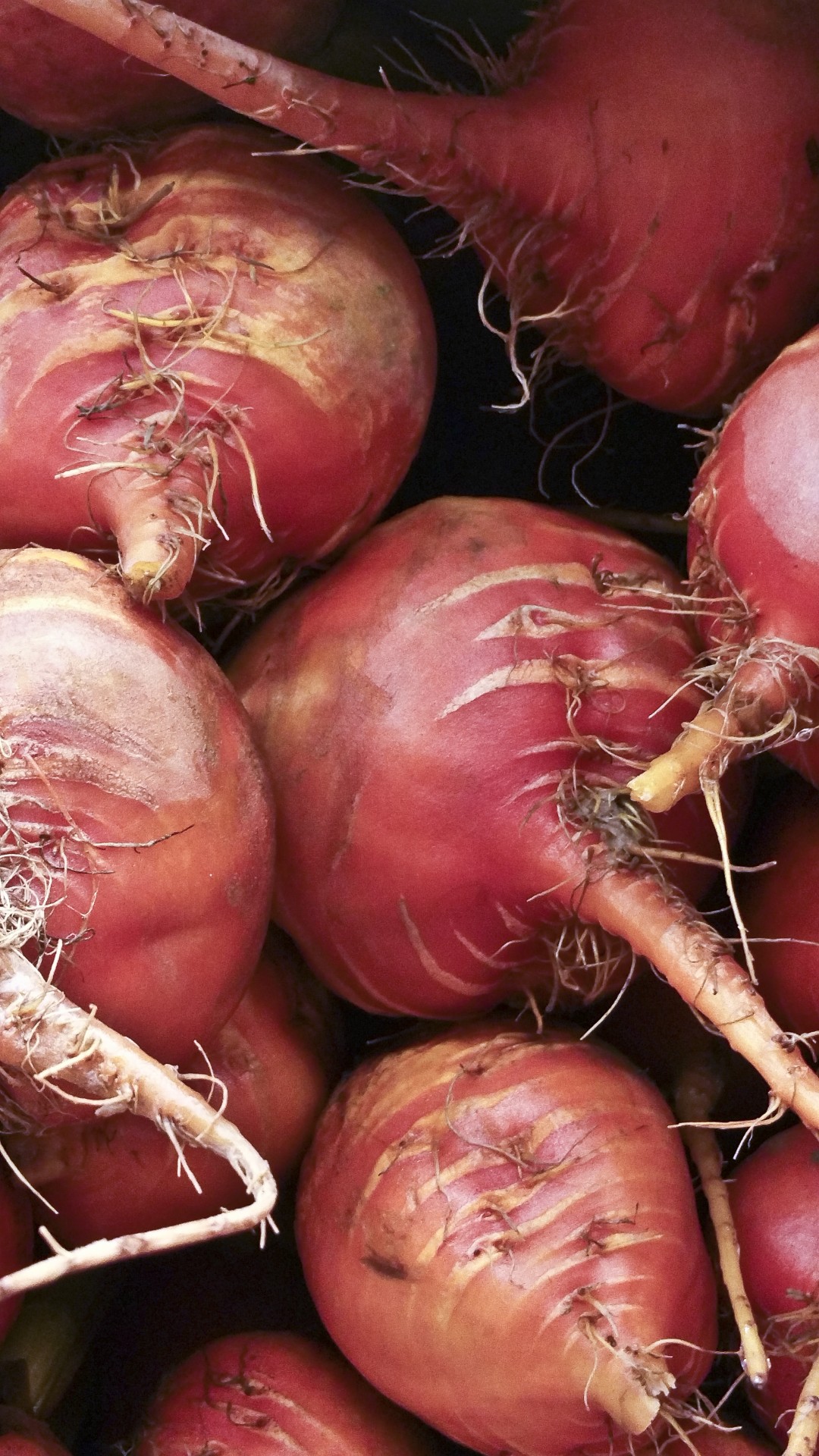 beets golden bunch free photo