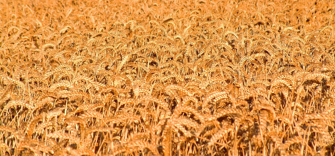 golden blur wheat field free photo