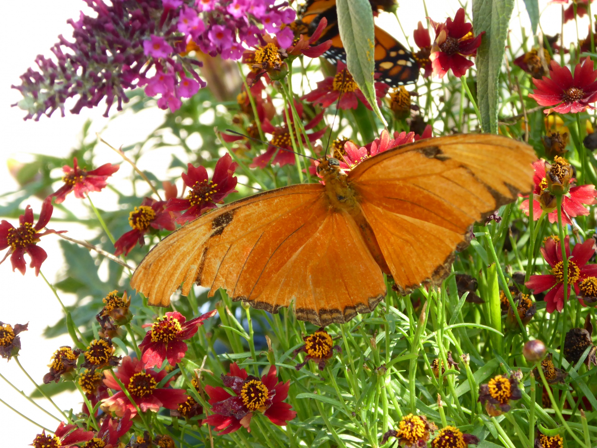 butterfly butterflies leaf free photo