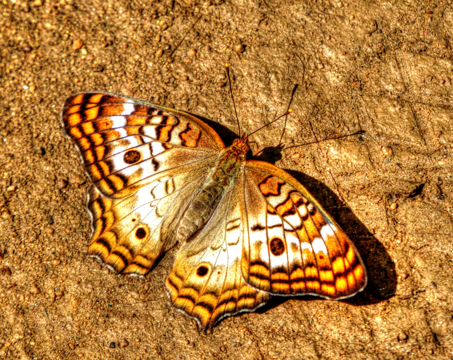 butterfly butterflies brown free photo