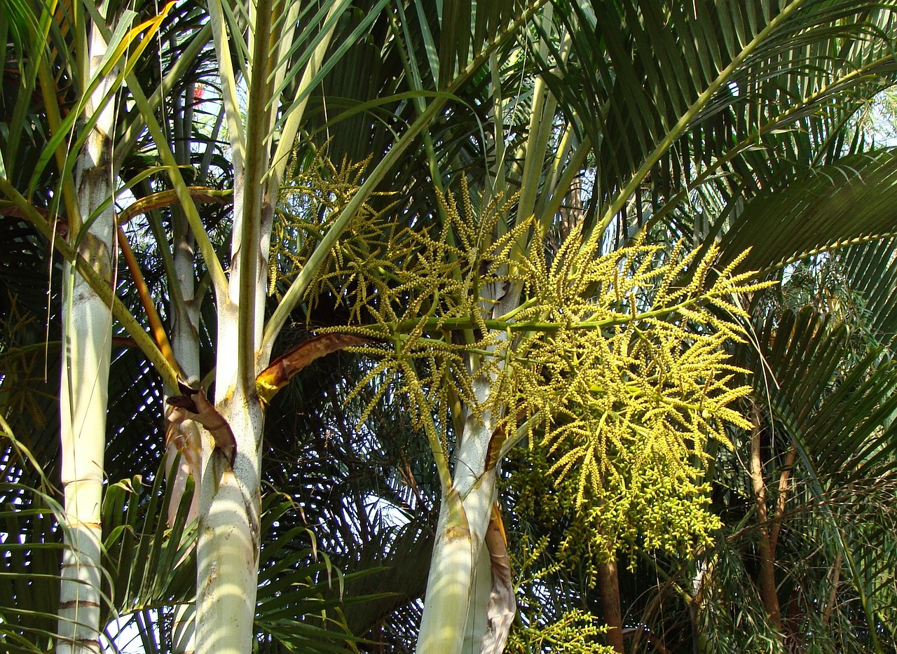 golden cane palm butterfly palm madagascar palm free photo