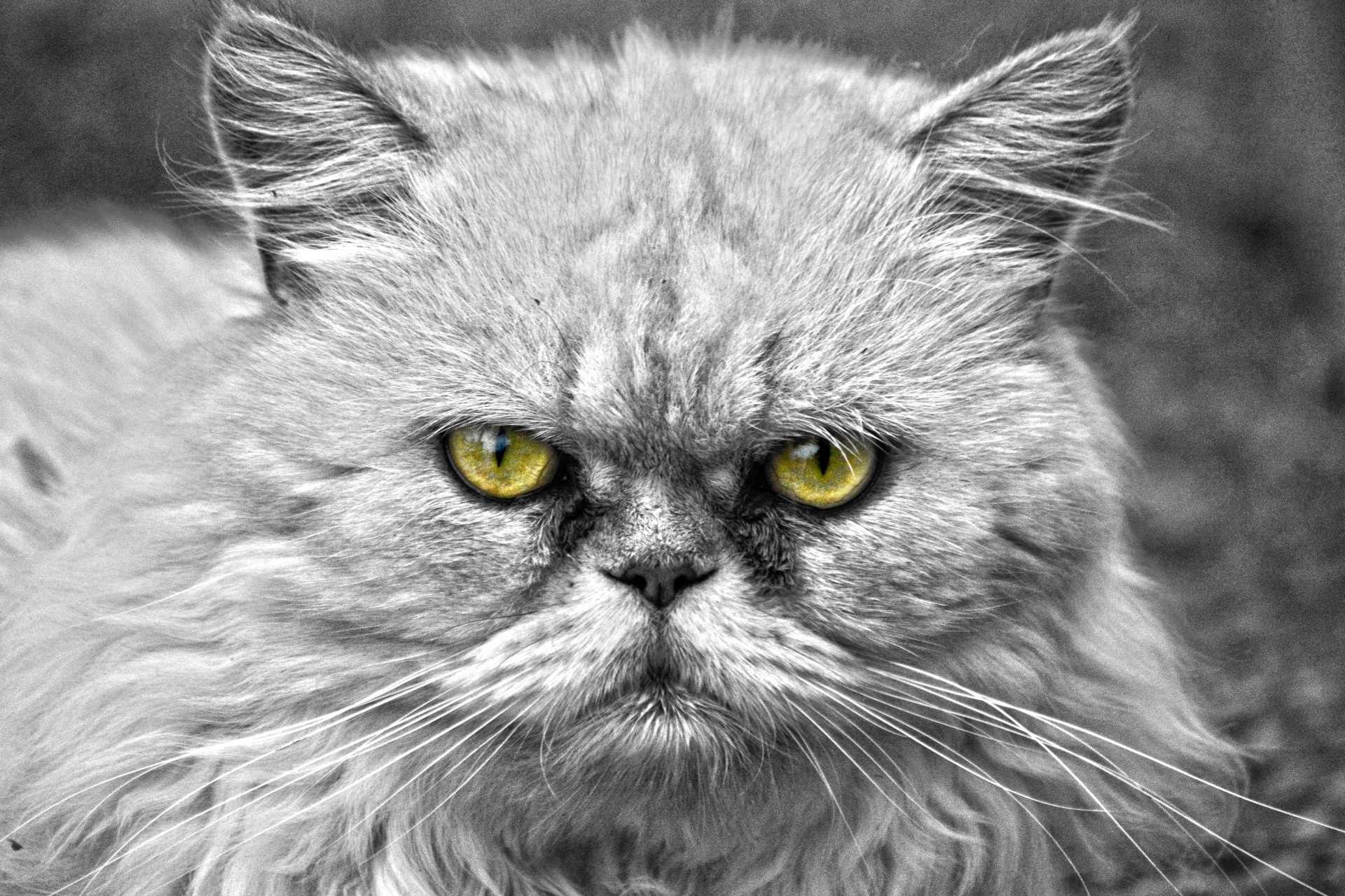 Cat,cats,eyes,golden,color - free image from needpix.com
