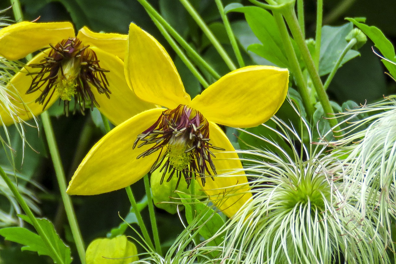 golden clematis yellow flower free photo