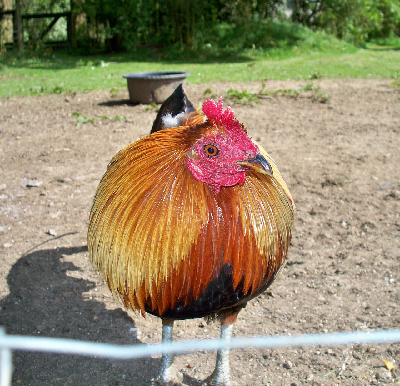 golden cockerel fowl male free photo