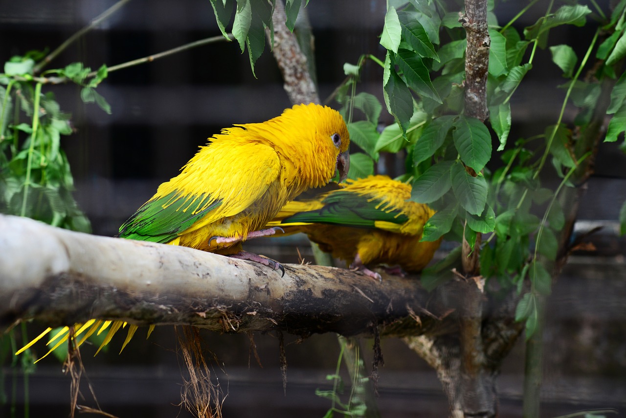 golden conure parrots queen of bavaria conure free photo