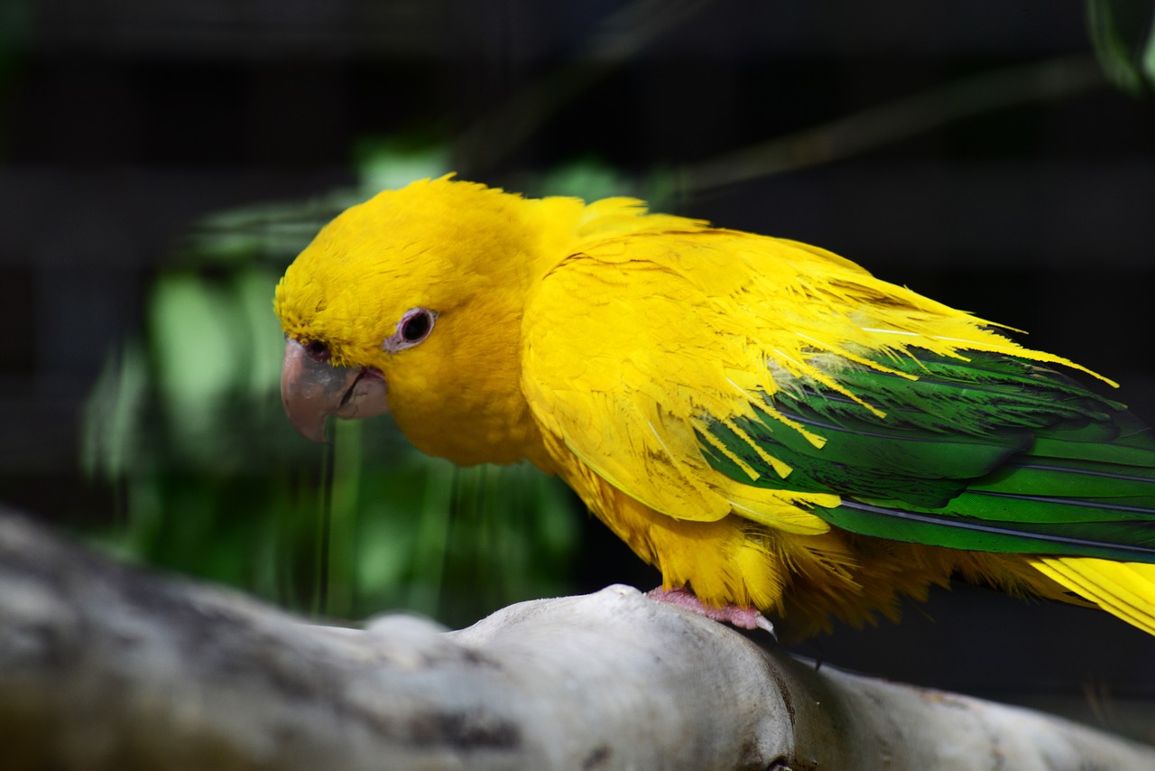 golden conure parrot queen of bavaria conure free photo