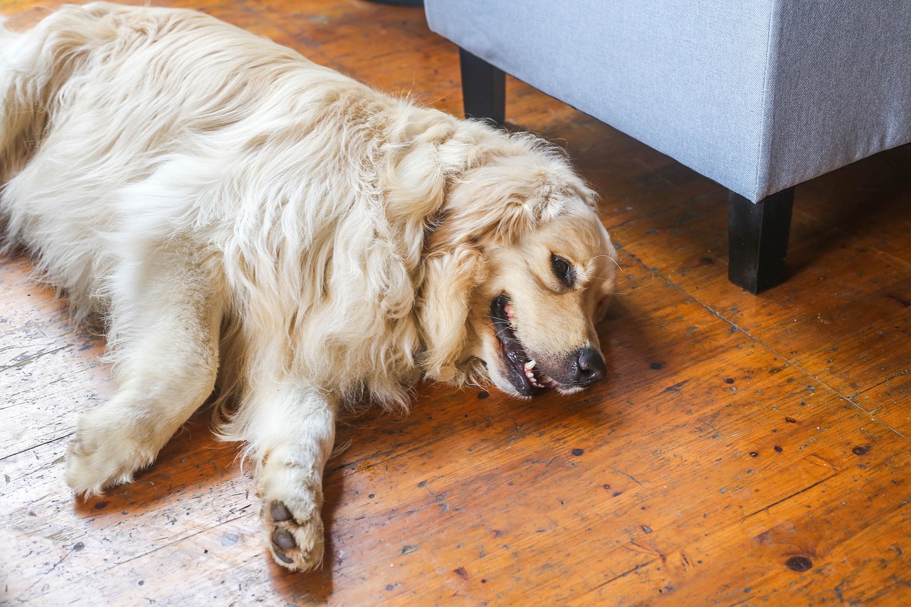 golden dog dog canine free photo