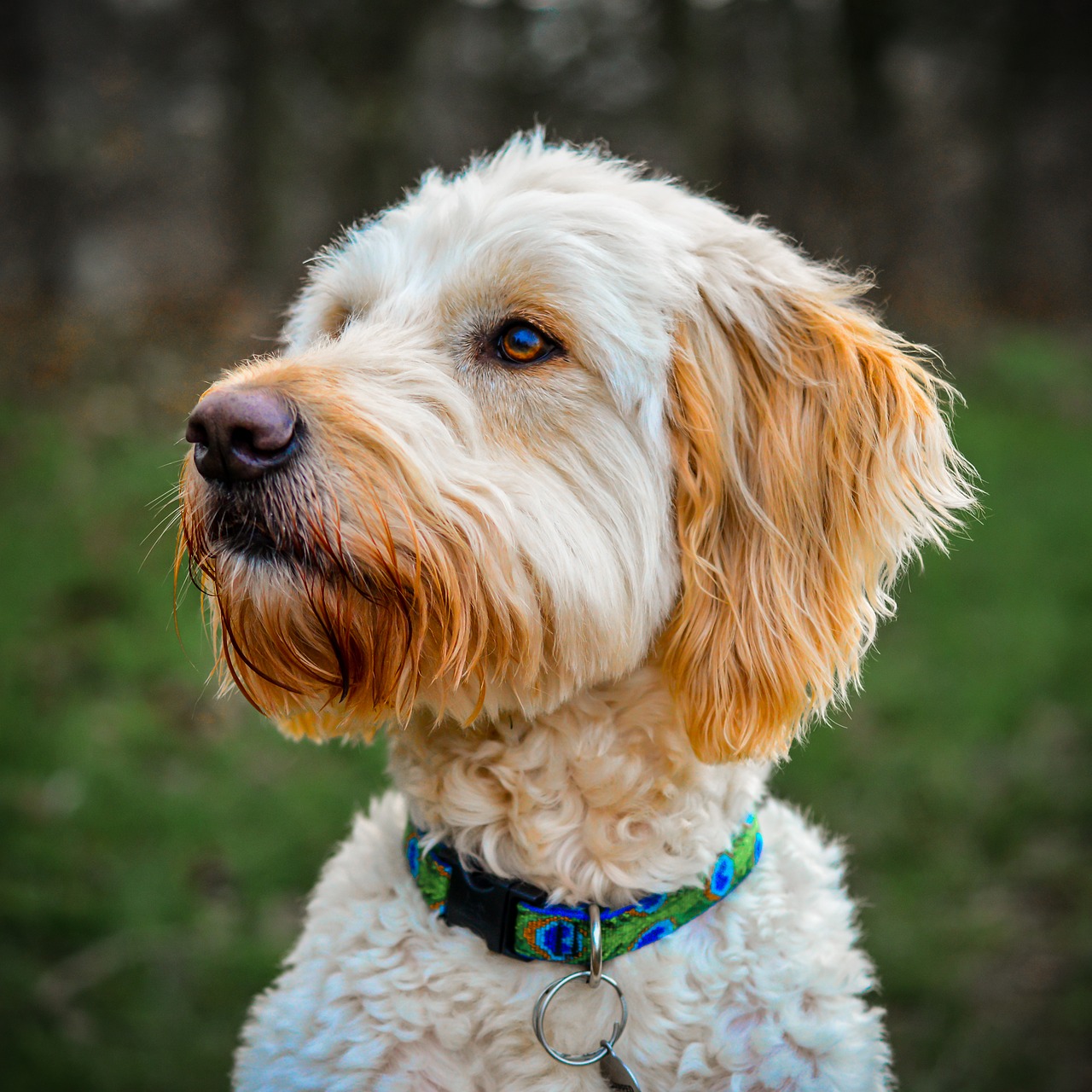 golden doodle  portrait  dog free photo