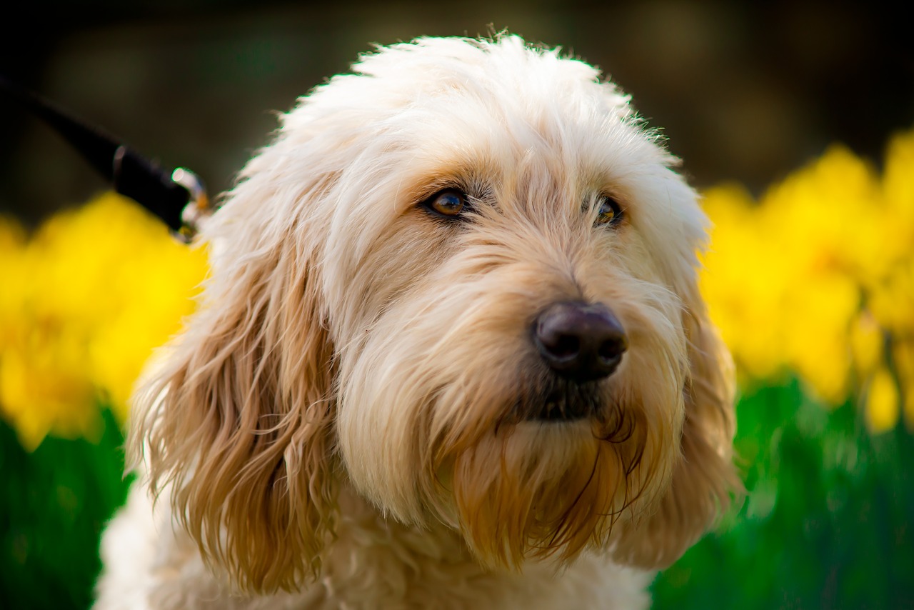 golden doodle  portrait  spring free photo