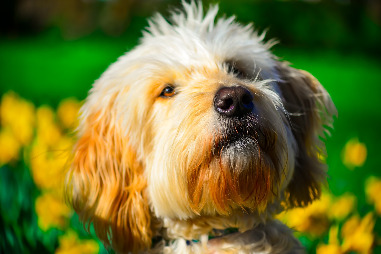 golden doodle  portrait  spring free photo