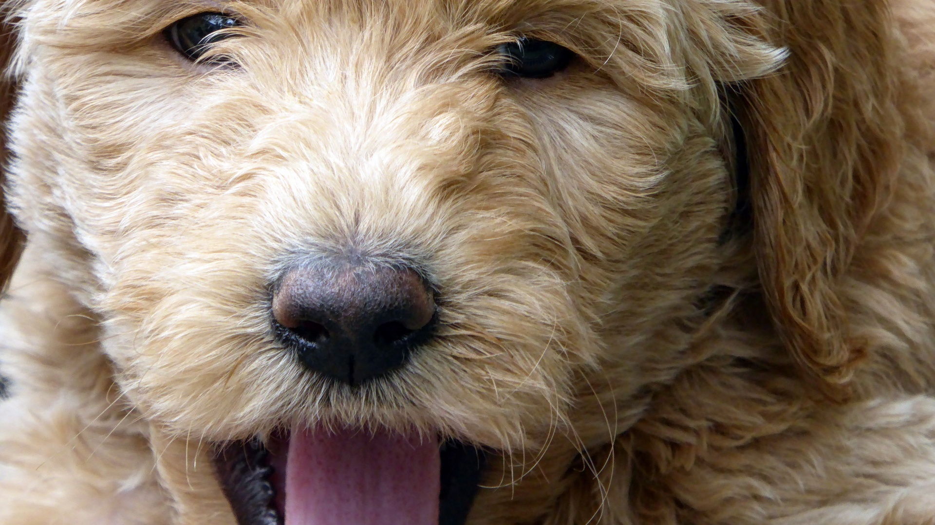 golden doodle poodle golden retriever free photo