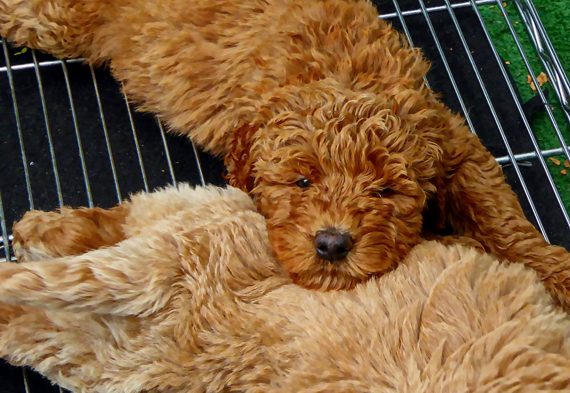 Download free photo of Golden doodle,poodle,golden retriever,puppy,puppies - from doodle breeders in Wisconsin
