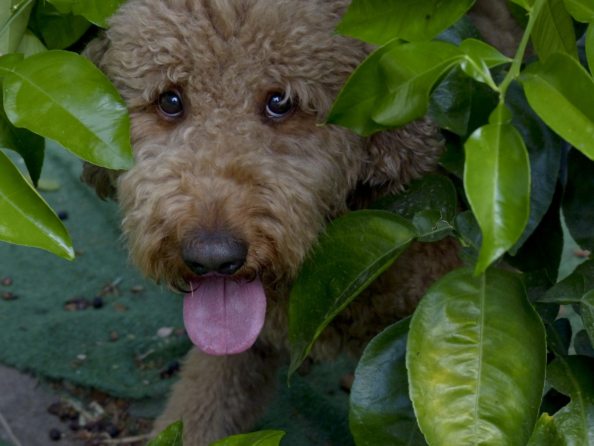 dog doodle golden retriever poodle mix free photo