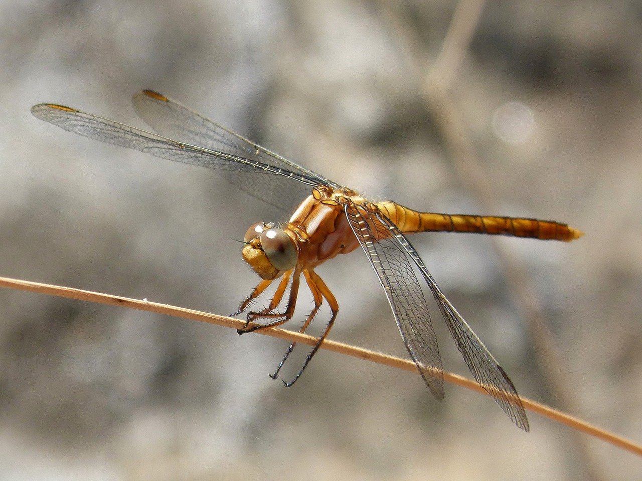 golden dragonfly detail stem free photo