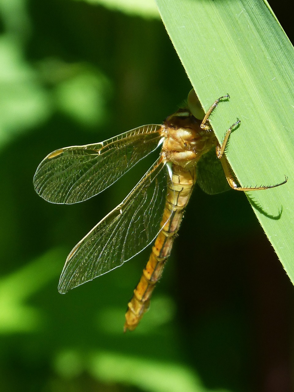 golden dragonfly sympetrum meridionale leaf free photo
