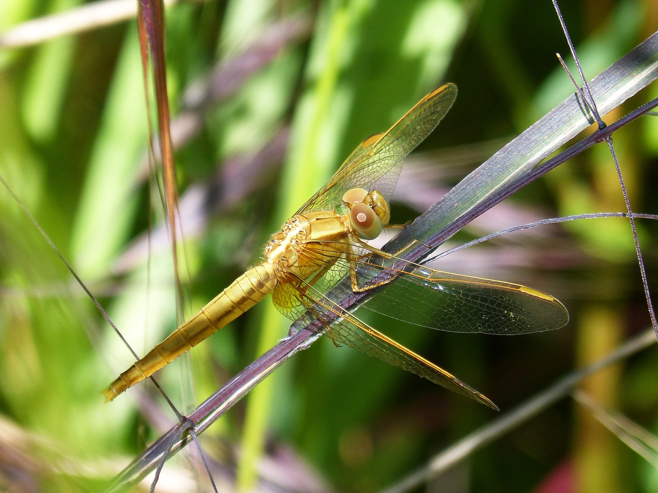 golden dragonfly sympetrum meridionale leaf free photo