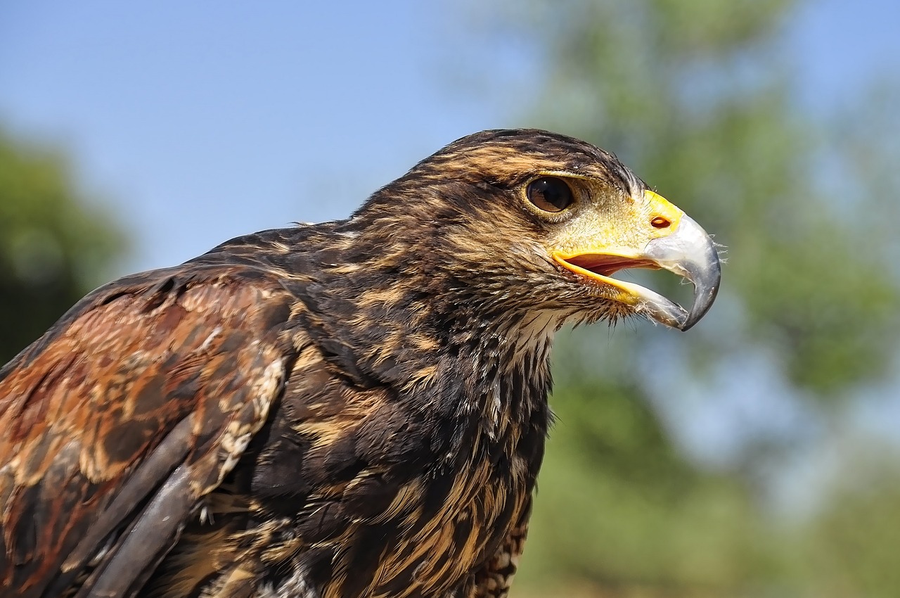 golden eagle bird portrait free photo