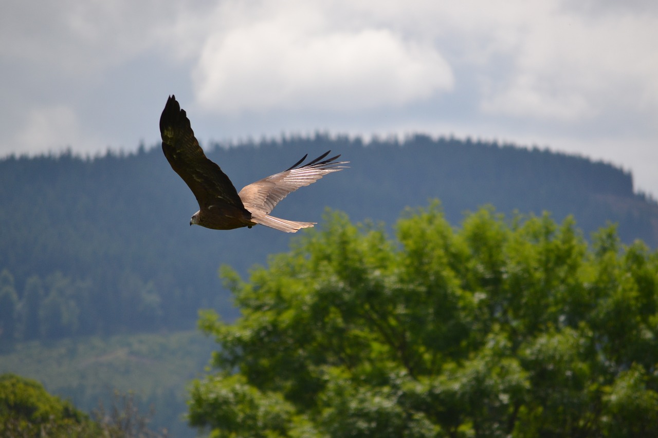 golden eagle flying trees free photo