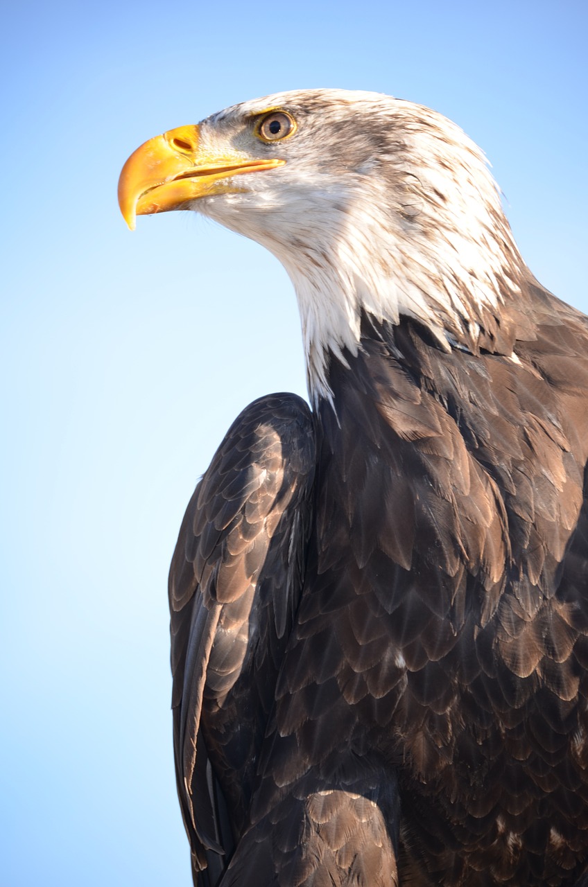 golden eagle adler raptor free photo
